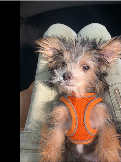 Macskahám pórázzal, kényelmes és biztonságos séta macskáknak