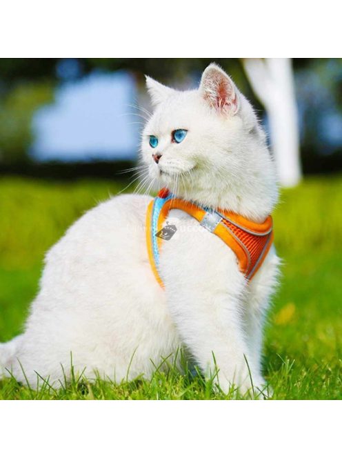 Macskahám pórázzal, kényelmes és biztonságos séta macskáknak