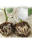 Gyökereztető burok növények szaporításához és gyökérfejlesztéshez