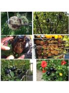 Gyökereztető burok növények szaporításához és gyökérfejlesztéshez