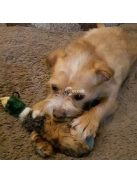 Plüss kacsa kutyáknak interaktív játék és rágóka tréninghez