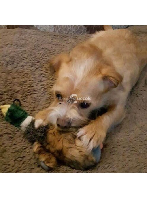 Plüss kacsa kutyáknak interaktív játék és rágóka tréninghez