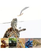 2 Db-os Rozsdamentes Acél Etetőfogó és Akvárium Csipesz Készlet Precíz Akváriumi Munkákhoz