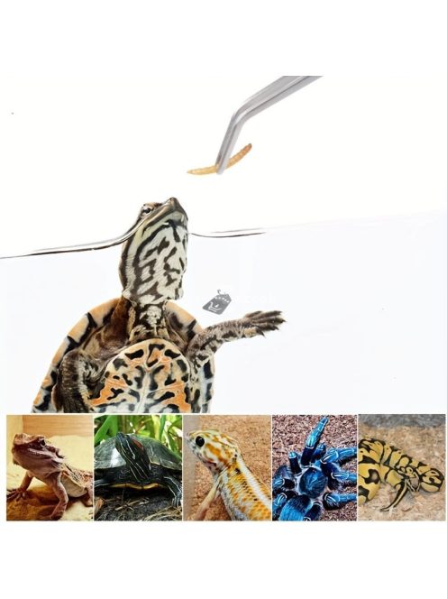 2 Db-os Rozsdamentes Acél Etetőfogó és Akvárium Csipesz Készlet Precíz Akváriumi Munkákhoz