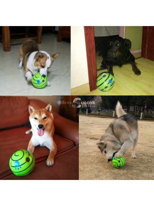 Tappancs hangot kiadó kutya labda