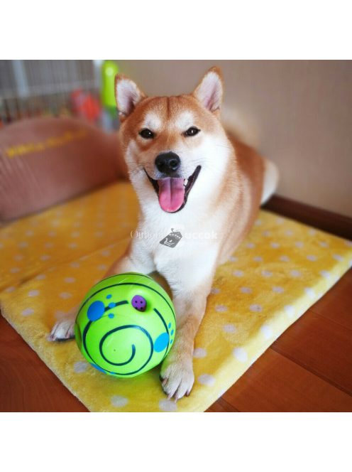 Tappancs hangot kiadó kutya labda