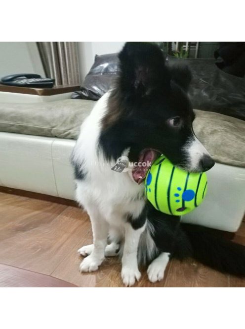 Tappancs hangot kiadó kutya labda