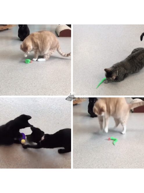 Kígyózó cicajáték