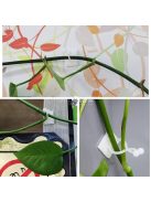 Hegymászó, mászó növény rögzítő öntapadós csat