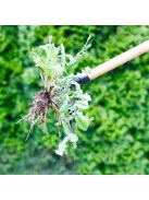 Gyomkihúzó szerszámfej, gyökér és gyomeltávolító