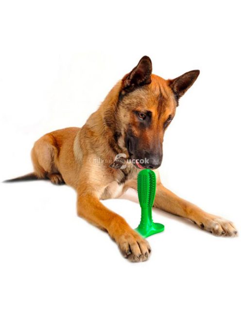 Kutya fogkefe, kutya fogtisztító