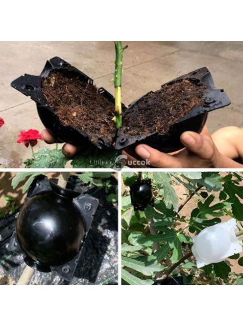 Gyökereztető burok