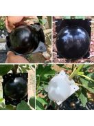 Gyökereztető burok