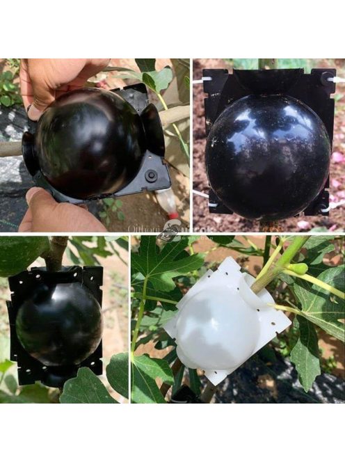 Gyökereztető burok