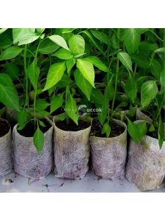 Palántanevelő tasak (100 db)