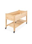 Guruló fa palántázó