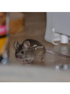 Isotronic Ultrahangos rágcsálóriasztó - 230V - 50 m2