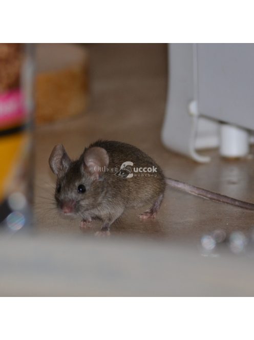 Isotronic Ultrahangos rágcsálóriasztó - 230V - 50 m2