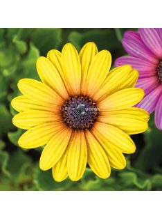   Garden of Eden Kerti dekoráció - virág - 7,5 cm - 4 db / csomag