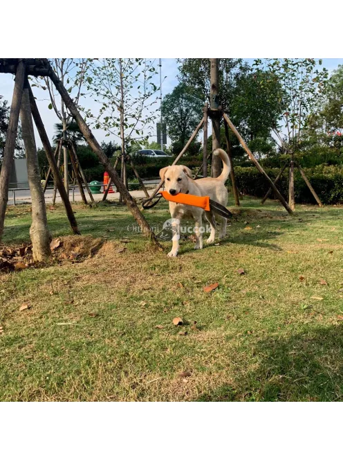 Kutyakiképző Berendezés, Szakadásálló Ruhával