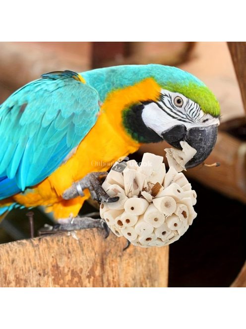 Natúr szalmagombóc, csőr csiszoló