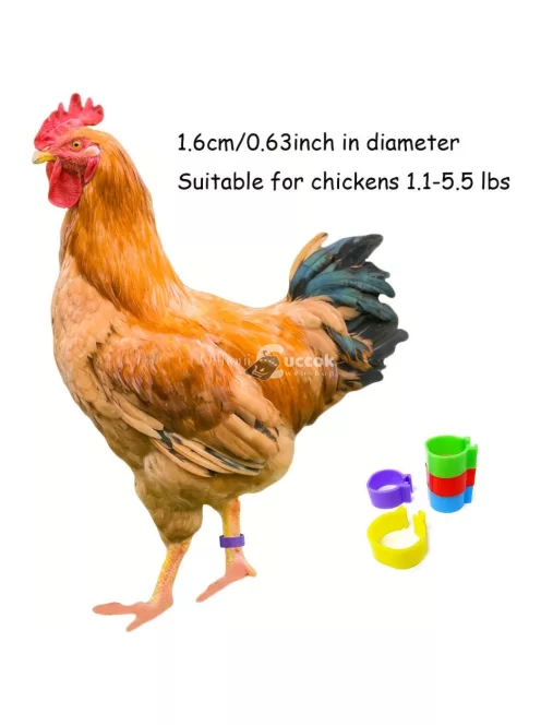 100 Darab Csirke Lábgyűrű 5 Színben