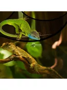 2db Légáteresztőfüggőágy hüllők számára