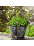 Bájos Gekkó Gyanta Szobor