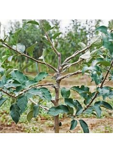   20 részes kerti szerszámkészlet, tartós gyümölcsfaág-hajlító, növénynövekedést formáló eszköz
