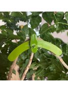 2db növény ághajlító