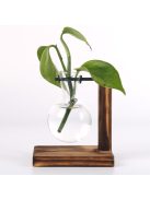 1 szett, Terrárium hidroponikus növényvázák