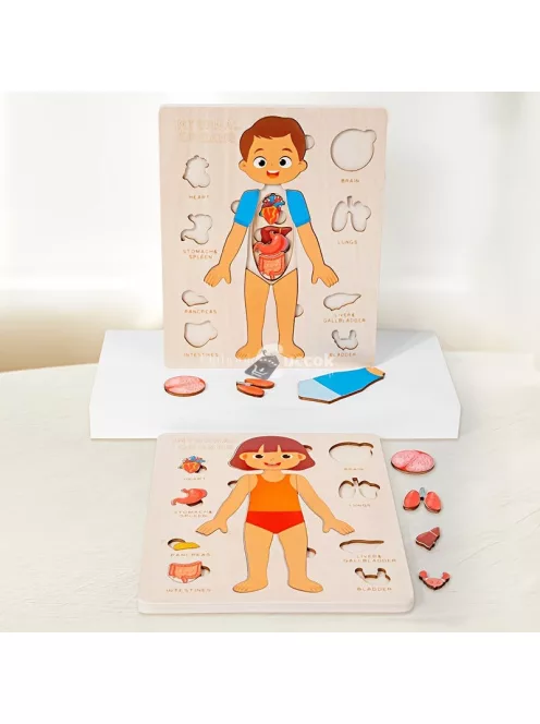 Testfelépítése ismertető fa kirakó