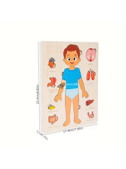 Testfelépítése ismertető fa kirakó