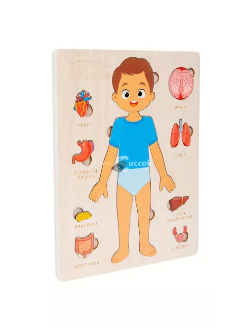 Testfelépítése ismertető fa kirakó