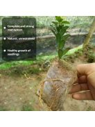 100 db 8x10 cm-es biológiailag lebomló magnevelő tasak