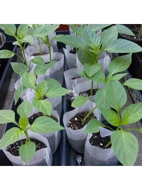 100 db 8x10 cm-es biológiailag lebomló magnevelő tasak