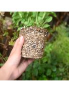 24db Biológiailag Lebomló Kaspó