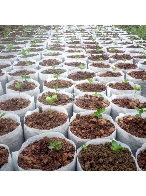 100db lebomló palánta nevelőzsák