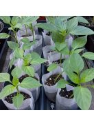 100db lebomló palánta nevelőzsák