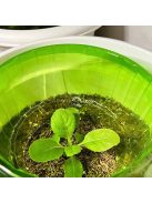 Kertészeti növényvédő gallérok csigák ellen