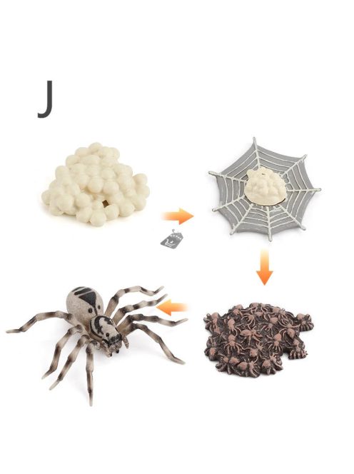 Életciklus Modell - oktató játék