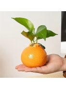 kreatív virágos dekoráció