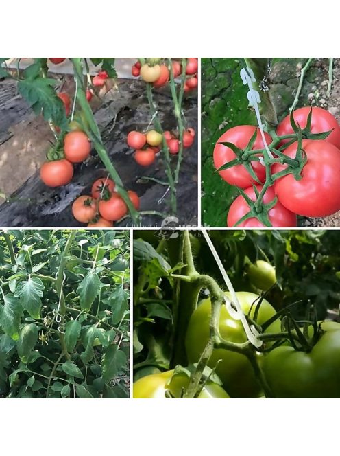 50db-os Palánta tartó horog szett