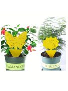 5db Ragadós rovarcsapda