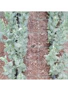 Műanyag Kerítésháló, Uborkaháló 179,83 x 89,92 cm