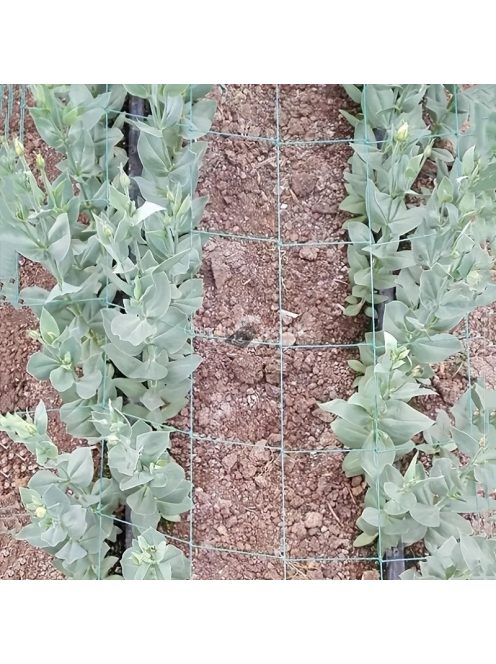 Műanyag Kerítésháló, Uborkaháló 179,83 x 89,92 cm