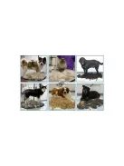 Háziállatok szőrének nyírókefe 10cm - kutya, macska, ló - szőrkefe, trimmer, háziállat, szőrnyírás