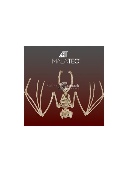 Denevér csontváz dekoráció 30cm Malatec 22005