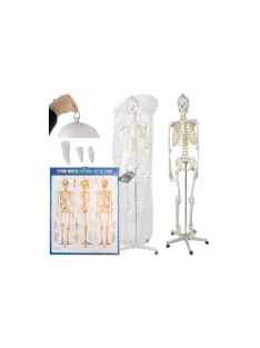   Emberi csontváz - 170cm magas Malatec 22583, anatómiai modell, iskolai Tartásjavító heveder, oktatási eszköz, orvosi modellezés