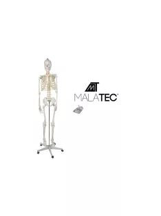   Emberi csontváz - 170cm magas Malatec 22583, anatómiai modell, iskolai Tartásjavító heveder, oktatási eszköz, orvosi modellezés